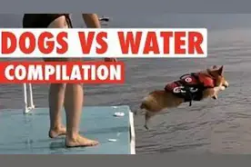 盘点那些遇到水就犯二的狗狗们，看着它们这么玩，忍不住笑出声！图片