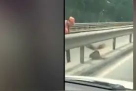 怎么大的大老鼠，我长怎么大头一次见！图片