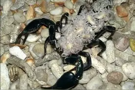 他买了一只帝王蝎，半年后背上竟出现13只蝎宝宝！图片