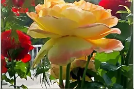 猜猜三门峡什么花在国际上获大奖，这才叫名副其实图片