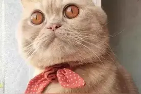 不要盯着猫咪的眼睛看，会出不来的图片