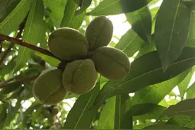 这种桃子能不能吃？为什么长这么小？您不知道吧图片