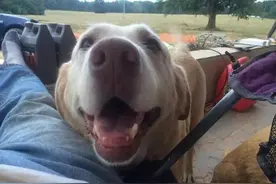 在主人的怀抱里，这只老年汪又可以继续游泳了图片