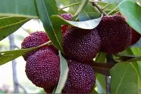 在苏州吃杨梅，为啥偏偏感觉东山的好吃，原来是这么回事图片