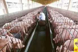 为什么国外越来越看好湿料喂猪图片