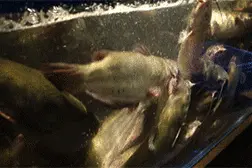 那些看起来“活蹦乱跳”的小龙虾、鲫鱼可能“磕了药”图片