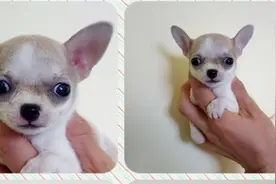 娇小可爱的吉娃娃~图片