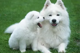 狗狗最适合的饲料，你知道是什么吗？图片