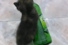 母猫难产，临死前，终于唤醒有爱的主人图片