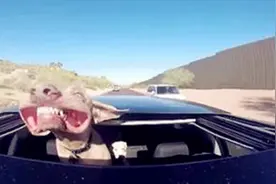 「DIY」灰尘聚集地！天窗和内顶棚清洗不容忽视图片