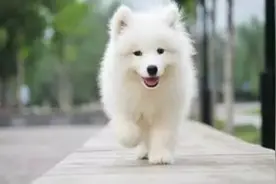 你不知道的萨摩耶的另一面！图片