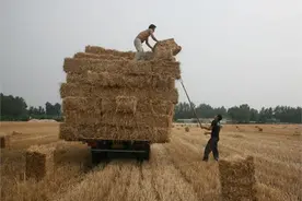 秸秆玉米芯变废为宝赚大钱 新能源发展出路图片