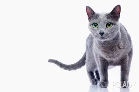 告诉你猫咪为什么越来越瘦图片