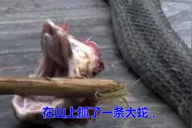 村民把大蛇头砍掉了，用滚烫热水烫蛇，下一幕诡异的事情发生了视频封面
