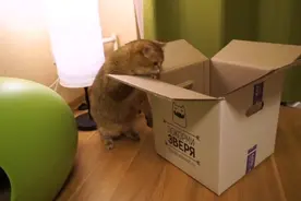 喵星人一看到纸箱就跳进去了，所有的猫咪对箱子都没有抵抗力啊