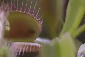 捕蝇草可以轻易的捕获苍蝇原因是利用陷阱引诱苍蝇上钩将其捕获