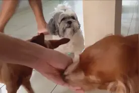 吉娃娃，金毛，西施吃榴莲之后，恋恋不舍这水果味道