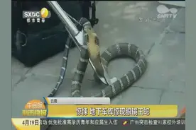 云南：害怕！地下车库现眼镜王蛇