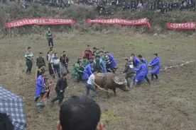 听说一头牛的力气有800斤左右？这么多人才把这头牛拉回来视频封面