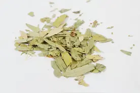 番泻叶泡茶 帮你解决“六月泻”图片