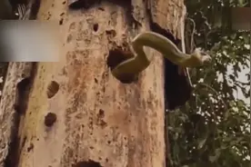实拍啄木鸟啄木时啄出一条青蛇大意以为是青虫被咬伤致命视频封面