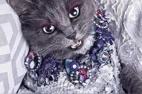 罗马尼亚宠物猫身着华服项戴珠宝 变身时尚猫图片