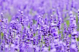 盛夏迷人紫 成都最美的紫色花海都在这里图片