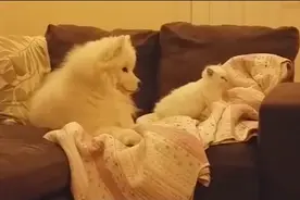 萨摩耶抱着喵咪狂啃，猫咪直接懵了