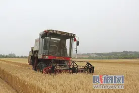 麦收大幕拉开图片