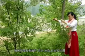 槐树花的作用及功效