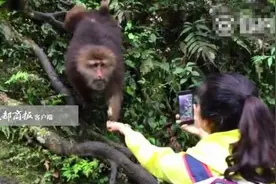 峨眉山猴子抢手机续：当事人更新微博 疑为某手机“代言”图片
