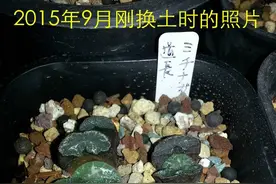 谁说玉扇、万象长得慢？换了自己配的土9个月后，太神奇图片