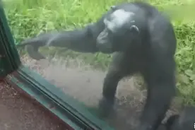 动物这只猩猩的智商相当于人类十岁，它做的手势的意思您绝对明白视频封面