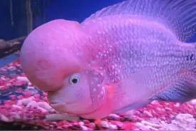 八年养鱼历程，教你少走些许弯路！图片
