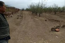 张家口山村大哥竟然驯养野兔，但他说这个很难