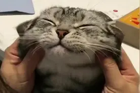 看这撸猫手法，绝对是老司机！猫咪已爽得要起飞了