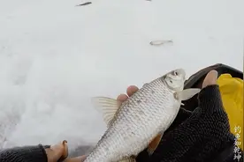 钓鱼：用了红虫效果大变样！