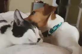 狗狗喜欢舔喵星人的耳朵，喵喵喜欢抱狗脖子