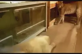 家里有只猞猁 狗狗表示主人不在 自己就是一盆菜 狗：我很害怕视频封面