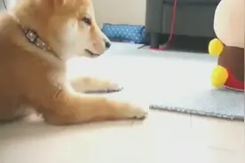 主人买了个新玩具，这柯基的胆子竟这么小视频封面