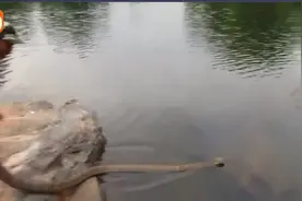 亚马逊流域野外放生五米长眼镜王蛇，下水的一刻你才知道它多凶猛视频封面