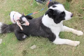 稀奇:小猪小狗共同生活 相处融洽亲如兄弟图片