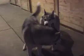 原来哈士奇打架是这样的，真是可爱视频封面