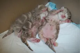 刚出生几天的小奶猫，这睡姿简直把人萌哭了视频封面