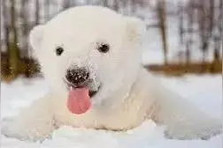 为冬季宝宝准备的英文名图片