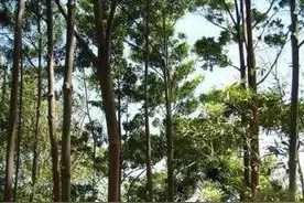 菩提几十年后的样子 这确定不是“干尸”图片