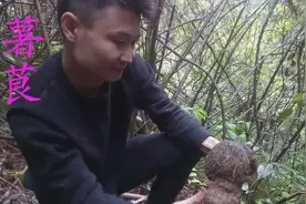 山里这种植物根块有，活血补血，人们称它为“血母”视频封面