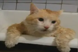 肥猫不想洗澡 太胖跳不出浴缸