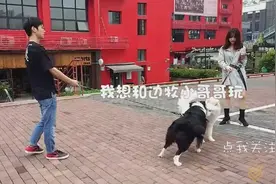 为什么相爱的狗狗不能在一起？被残忍分开，泪如雨下视频封面