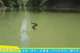 好神奇啊！美国一位旅行达人偶然拍到，一条在水面上自由爬行的蛇视频封面